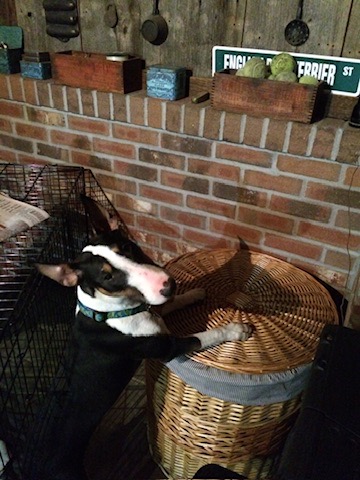 Bull Terrier interested in balls in a box on shelf