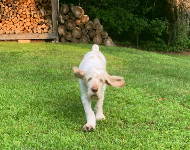 puppy running