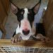 Bull Terrier puppy