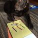 chocolate labrador retriever with crayons