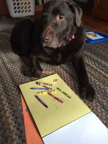 chocolate labrador retriever with crayons