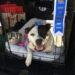 Black & white pit bull with a first place ribblon