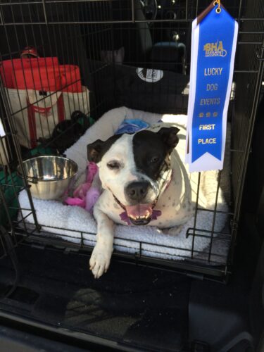 Black & white pit bull with a first place ribblon