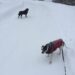 Two dogs walking on a snowy day
