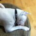White pit bull dog sleeping on dog bed